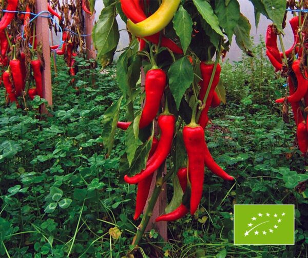 Capsicum annuum Antalya dan BIO