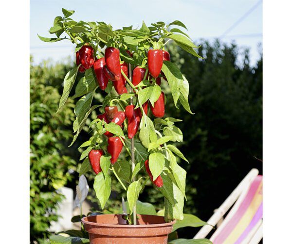 Capsicum annuum Balconi F1 1