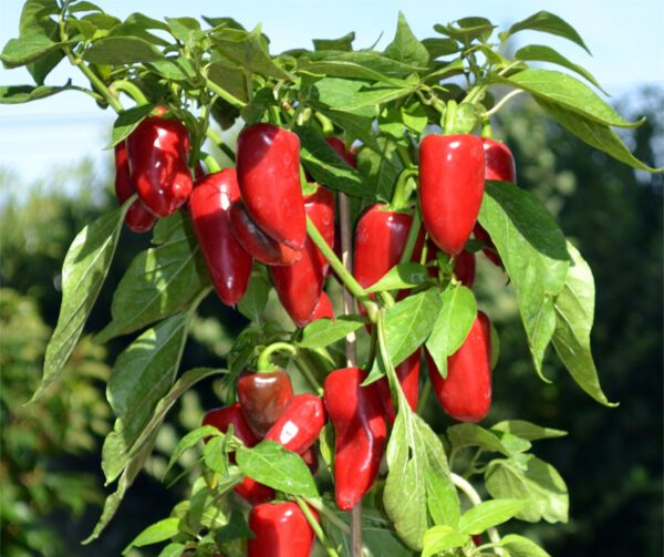 Capsicum annuum Balconi F1