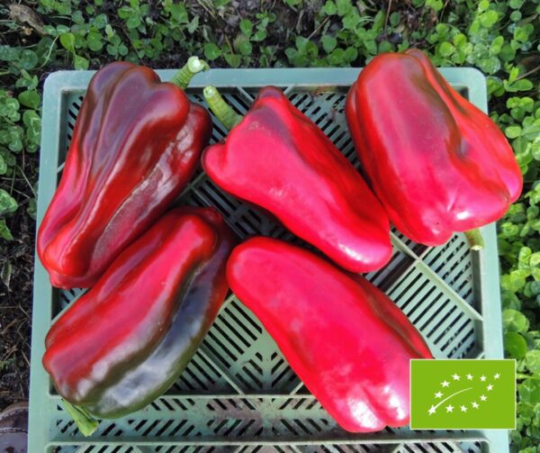 Capsicum annuum Barkan BIO