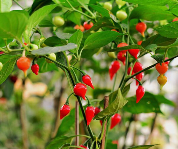 Capsicum annuum Biquinho Red