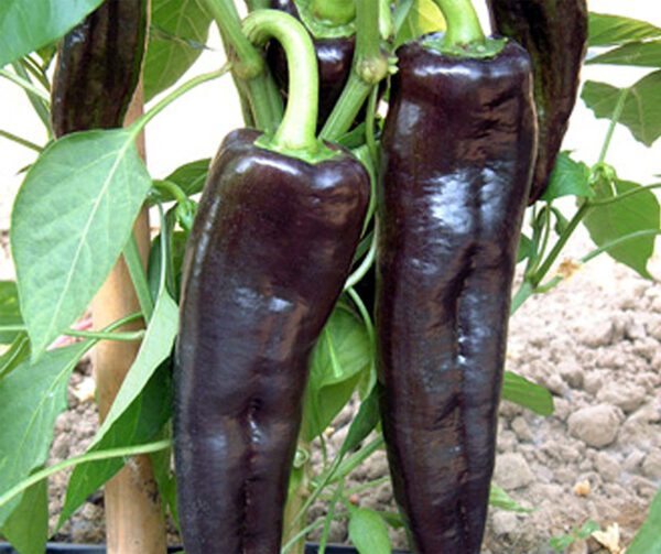 Capsicum annuum Black Knight F1 1