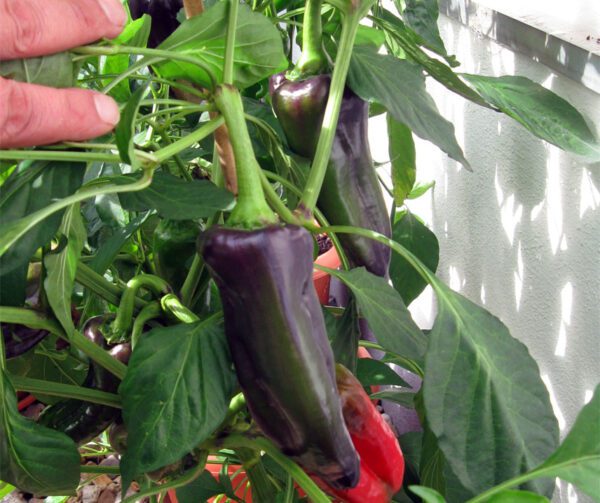 Capsicum annuum Black Knight F1