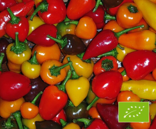 Capsicum annuum Chili Mix BIO