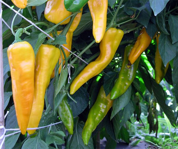 Capsicum annuum Corno di Toro Giallo