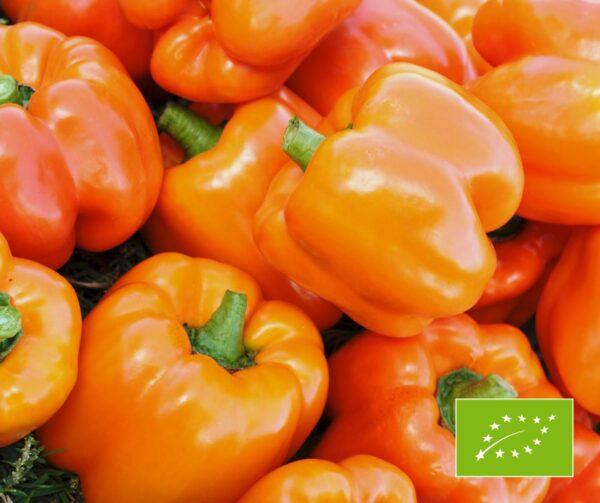 Capsicum annuum Cubo Orange BIO