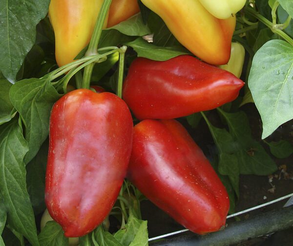 Capsicum annuum Cynthia F1