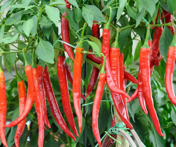 Capsicum annuum De Cayenne