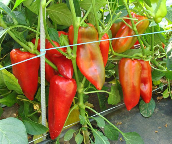 Capsicum annuum Demetra F1 1