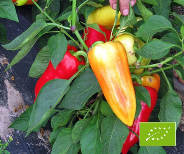 Capsicum annuum Ferenc Tender BIO