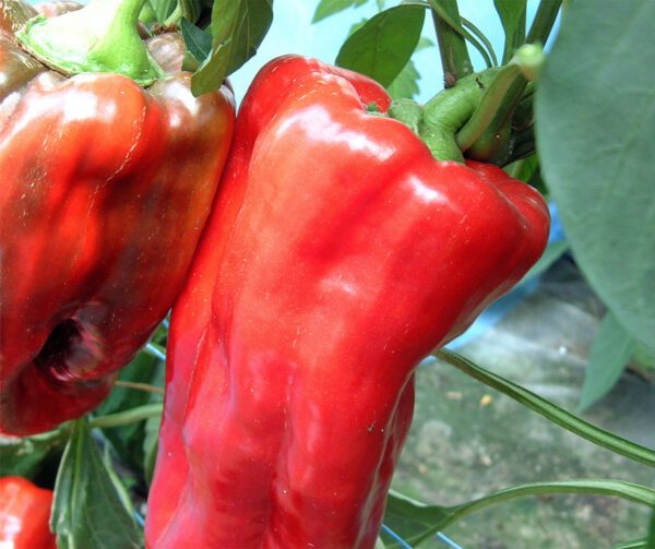 Capsicum annuum Furio F1 1