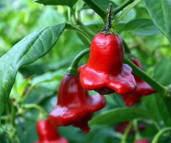 Capsicum annuum Glockenpaprika