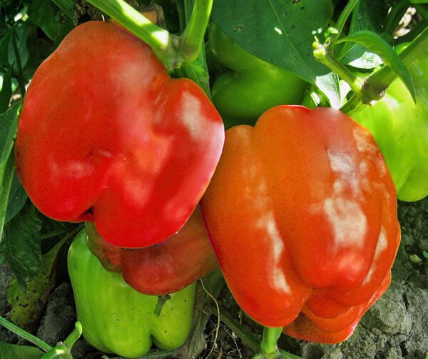 Capsicum annuum Granova