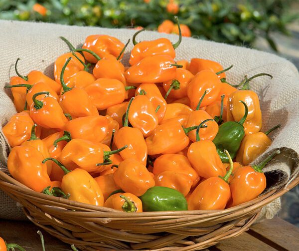 Capsicum annuum Habanero