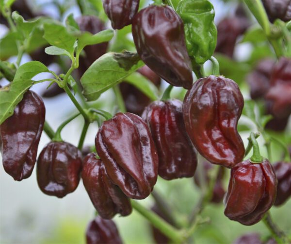 Capsicum annuum Habanero Chocolate