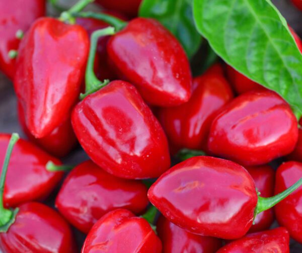 Capsicum annuum Habanero Red 1