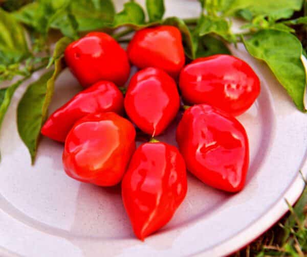 Capsicum annuum Habanero Red 2