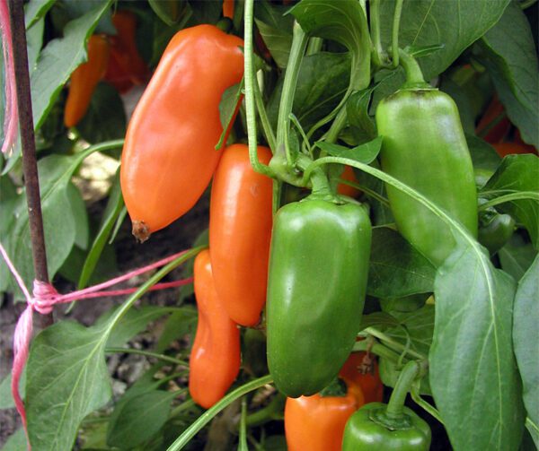 Capsicum annuum Hamik Yummy Orange 1