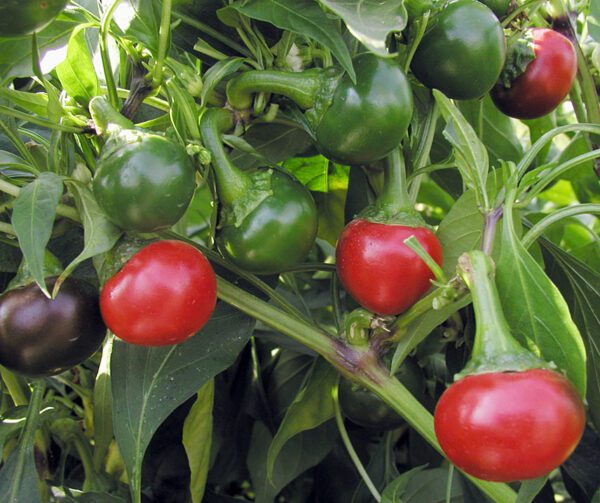 Capsicum annuum Koral