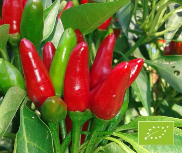 Capsicum annuum Kusburnu BIO