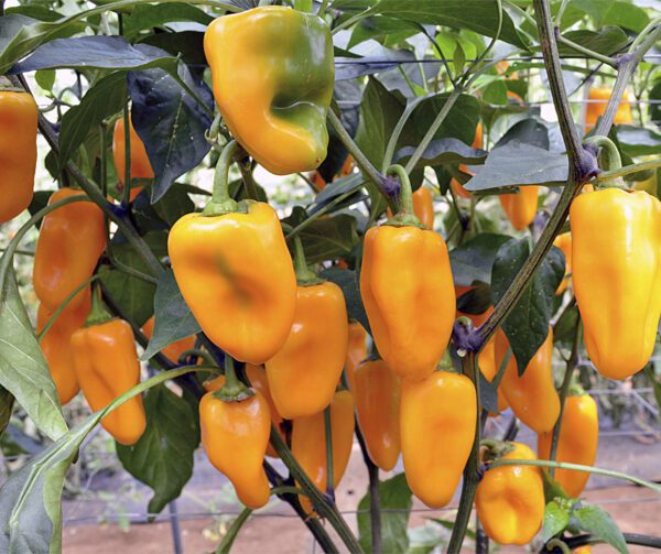 Capsicum annuum Midas