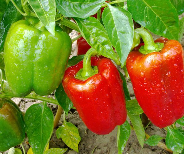 Capsicum annuum Neusiedler Ideal