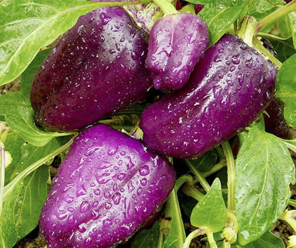 Capsicum annuum Oda