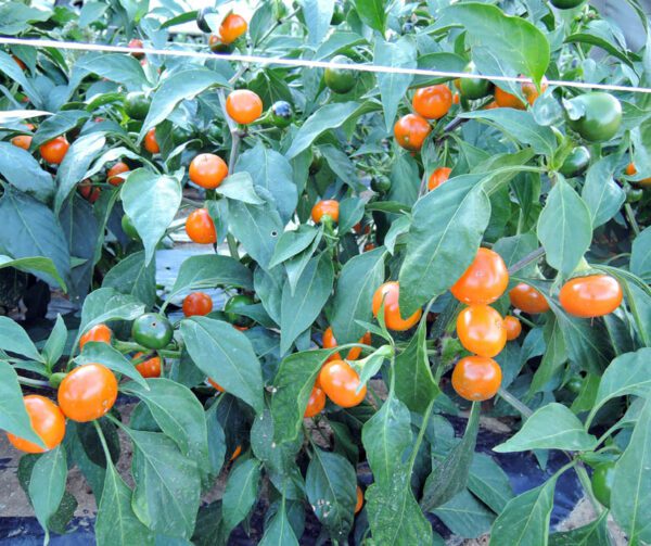 Capsicum annuum Orange Koral 1