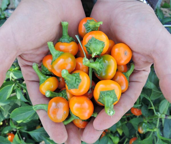 Capsicum annuum Orange Koral