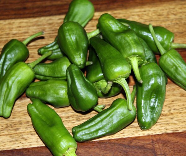 Capsicum annuum Pimientos de Padron