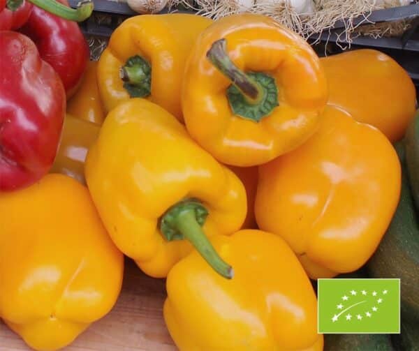 Capsicum annuum Quadrato Asti Giallo BIO