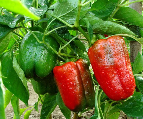 Capsicum annuum Quadrato Asti Rosso 1