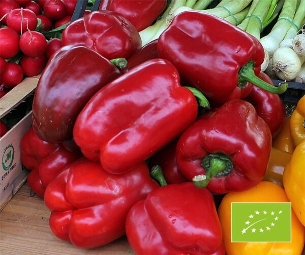 Capsicum annuum Quadrato Asti Rosso BIO