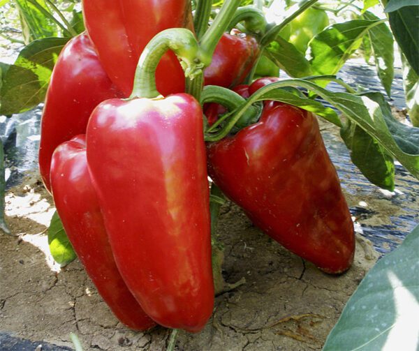 Capsicum annuum Rafaelus F1 1