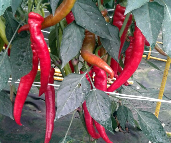 Capsicum annuum Redhorn 2