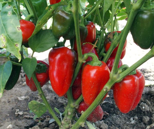 Capsicum annuum Rela 1