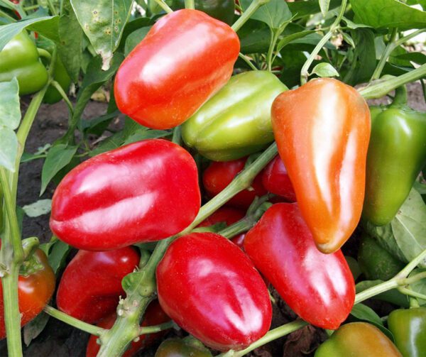 Capsicum annuum Rela 2