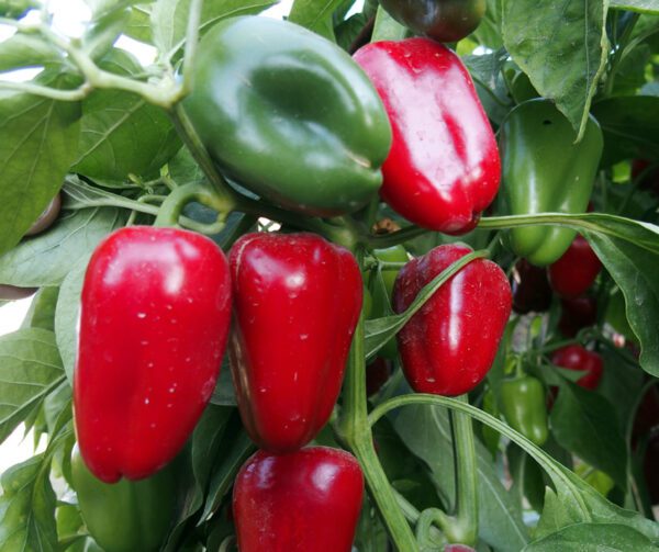 Capsicum annuum Rela