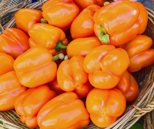 Capsicum annuum Rewia