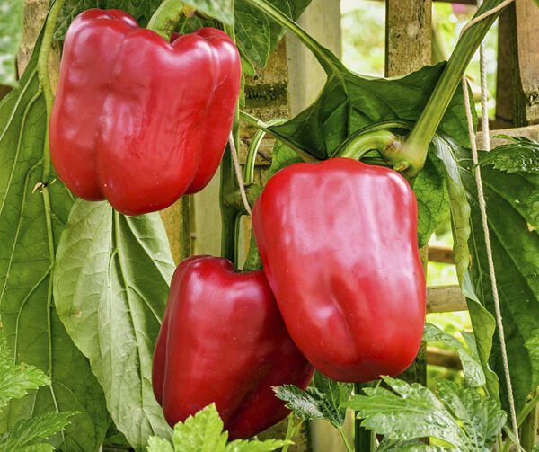 Capsicum annuum Roberta F1