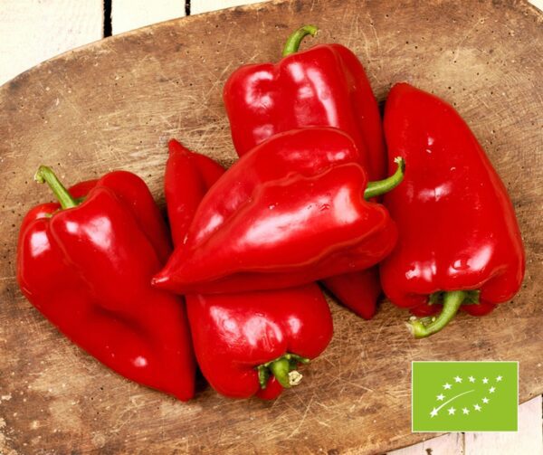 Capsicum annuum Roter Augsburger BIO