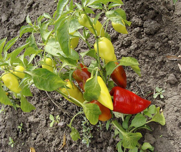 Capsicum annuum Sakura