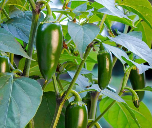 Capsicum annuum Santiago 3