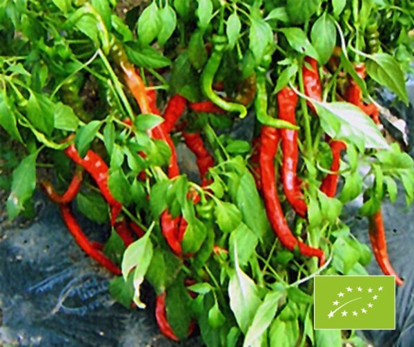 Capsicum annuum Sigaretta BIO