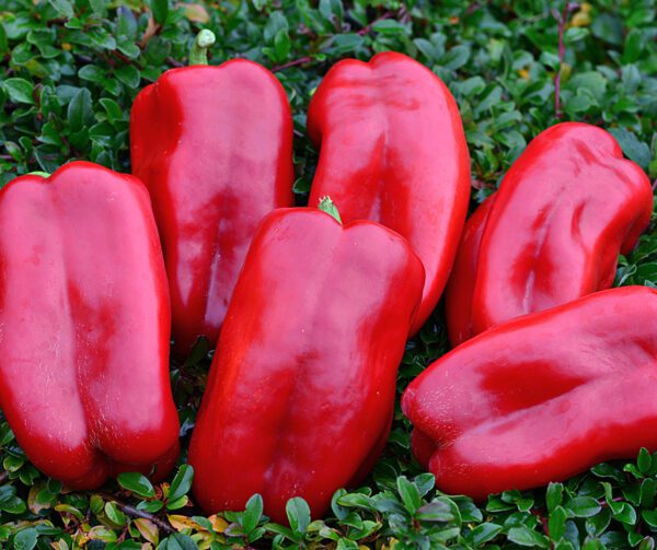 Capsicum annuum Stuff Enuff F1 1