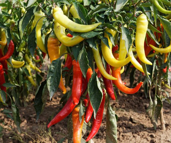 Capsicum annuum Sweet Banana 1