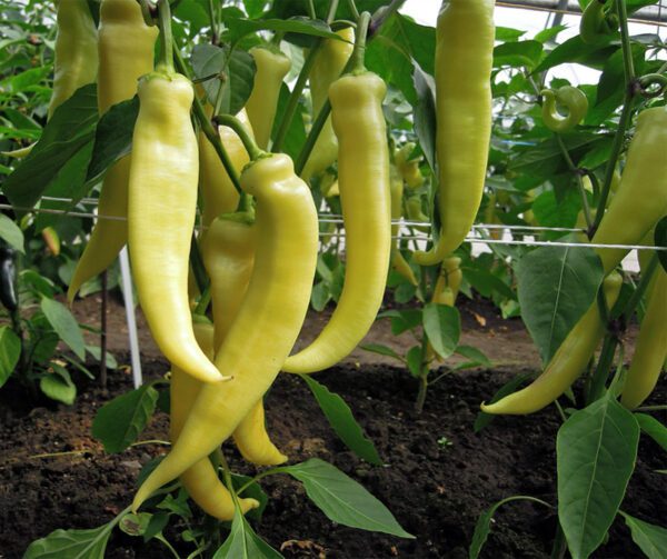 Capsicum annuum Sweet Banana