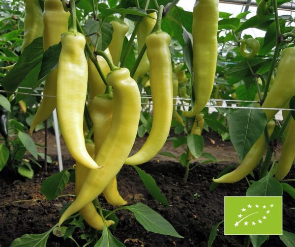 Capsicum annuum Sweet Banana BIO