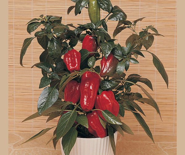 Capsicum annuum Sweet Heat F1