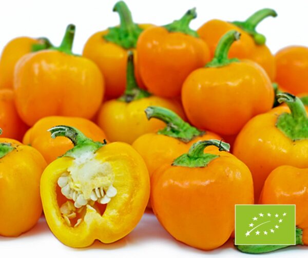 Capsicum annuum Sweet Julie BIO